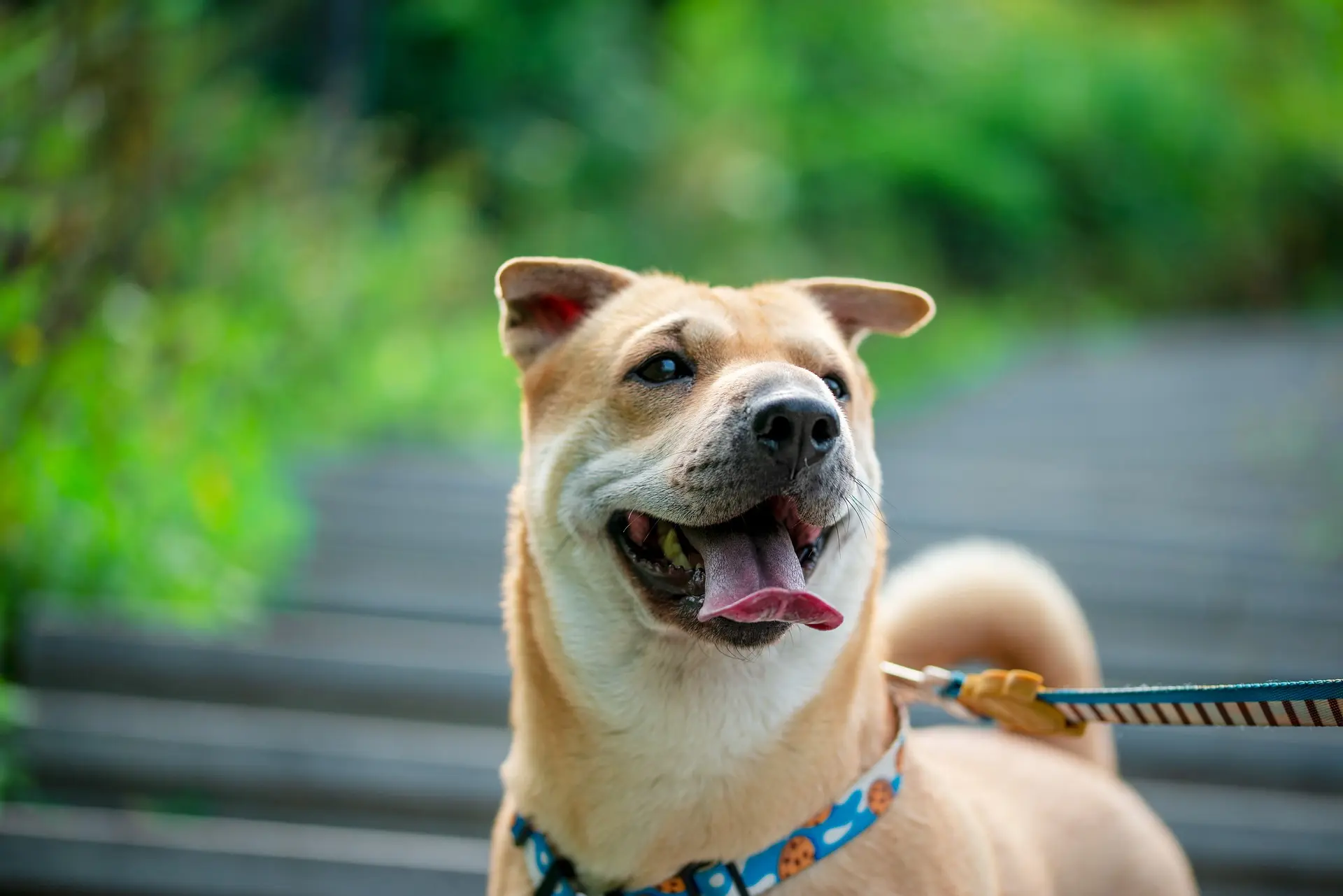 dog collars with engraving